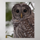 Juvenile Barred Owl (Strix varia) Poster (Voorkant)