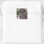 Juvenile Barred Owl (Strix varia) Vierkante Sticker (Tas)
