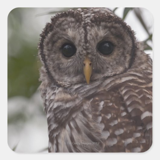 Juvenile Barred Owl (Strix varia) Vierkante Sticker (Voorkant)