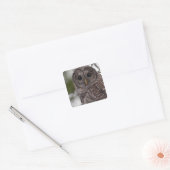 Juvenile Barred Owl (Strix varia) Vierkante Sticker (Envelop)