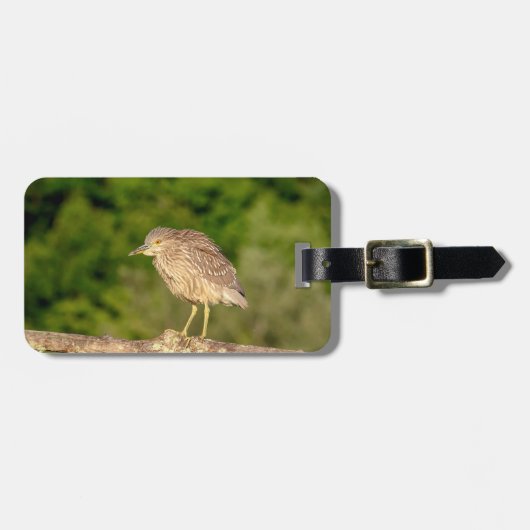 Juvenile Black Crowned Night Heron Bagagelabel (Voorkant horizontaal)
