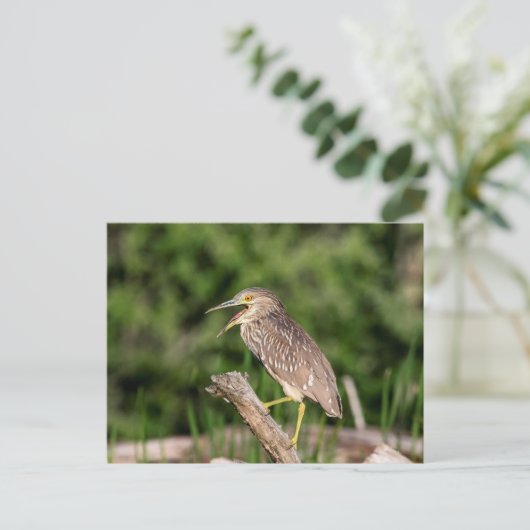 Juvenile Black Crowned Night Heron Briefkaart (Staand voorkant)