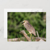 Juvenile Black Crowned Night Heron Briefkaart (Voorkant / Achterkant)