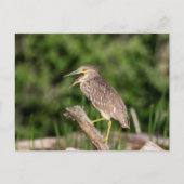 Juvenile Black Crowned Night Heron Briefkaart (Voorkant)