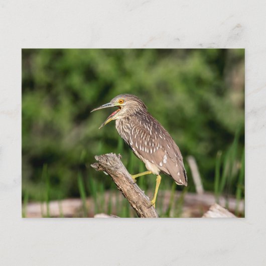 Juvenile Black Crowned Night Heron Briefkaart (Voorkant)