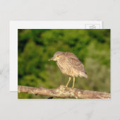 Juvenile Black Crowned Night Heron Briefkaart (Voorkant / Achterkant)