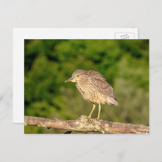 Juvenile Black Crowned Night Heron Briefkaart (Voorkant / Achterkant)