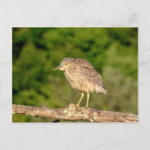 Juvenile Black Crowned Night Heron Briefkaart