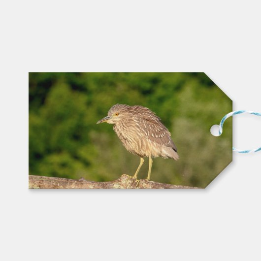 Juvenile Black Crowned Night Heron Cadeaulabel (Voorkant (Horizontaal))