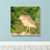 Juvenile Black Crowned Night Heron Canvas Afdruk (Insitu (Houten vloer))