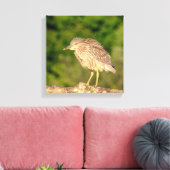 Juvenile Black Crowned Night Heron Canvas Afdruk (Insitu (Woonkamer))