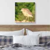 Juvenile Black Crowned Night Heron Canvas Afdruk (Insitu (Slaapkamer))