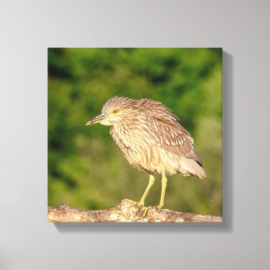 Juvenile Black Crowned Night Heron Canvas Afdruk (Voorkant)