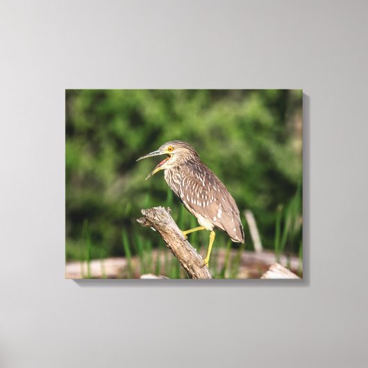 Juvenile Black Crowned Night Heron Canvas Afdruk (Voorkant)