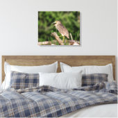 Juvenile Black Crowned Night Heron Canvas Afdruk (Insitu (Slaapkamer))