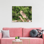 Juvenile Black Crowned Night Heron Canvas Afdruk (Insitu (Woonkamer))