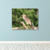 Juvenile Black Crowned Night Heron Canvas Afdruk (Insitu (Houten vloer))