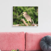 Juvenile Black Crowned Night Heron Canvas Afdruk (Insitu (Woonkamer))