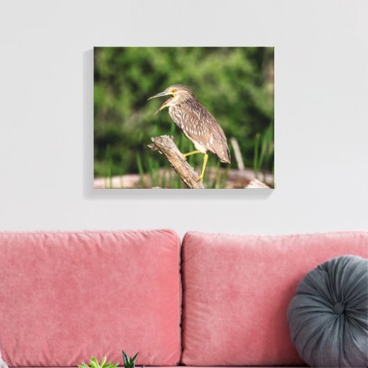 Juvenile Black Crowned Night Heron Canvas Afdruk (Insitu (Woonkamer))