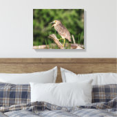 Juvenile Black Crowned Night Heron Canvas Afdruk (Insitu (Slaapkamer))