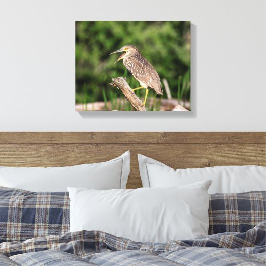 Juvenile Black Crowned Night Heron Canvas Afdruk (Insitu (Slaapkamer))