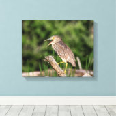 Juvenile Black Crowned Night Heron Canvas Afdruk (Insitu (Houten vloer))
