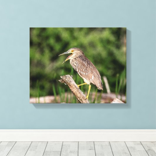 Juvenile Black Crowned Night Heron Canvas Afdruk (Insitu (Houten vloer))