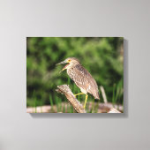 Juvenile Black Crowned Night Heron Canvas Afdruk (Voorkant)