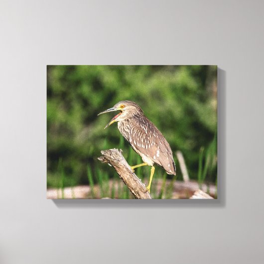 Juvenile Black Crowned Night Heron Canvas Afdruk (Voorkant)