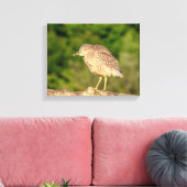Juvenile Black Crowned Night Heron Canvas Afdruk (Insitu (Woonkamer))