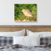 Juvenile Black Crowned Night Heron Canvas Afdruk (Insitu (Slaapkamer))