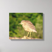 Juvenile Black Crowned Night Heron Canvas Afdruk (Voorkant)
