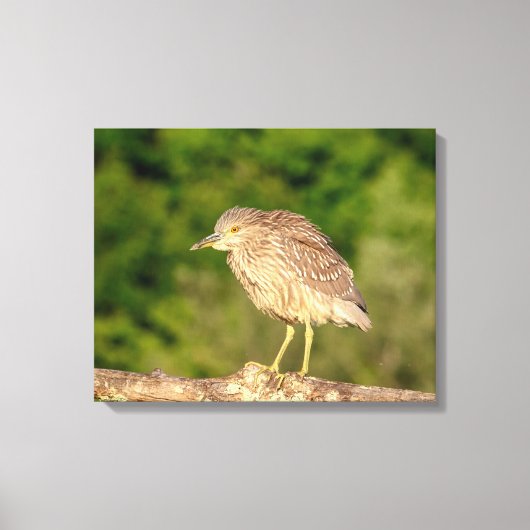 Juvenile Black Crowned Night Heron Canvas Afdruk (Voorkant)