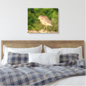 Juvenile Black Crowned Night Heron Canvas Afdruk (Insitu (Slaapkamer))