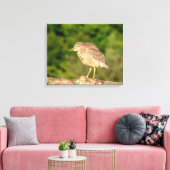 Juvenile Black Crowned Night Heron Canvas Afdruk (Insitu (Woonkamer))
