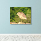 Juvenile Black Crowned Night Heron Canvas Afdruk (Insitu (Houten vloer))