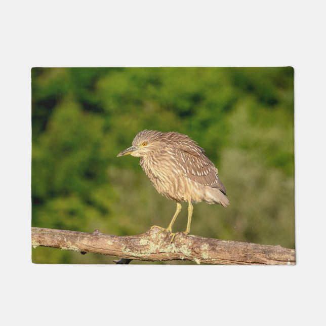 Juvenile Black Crowned Night Heron Deurmat (Voorkant)