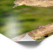 Juvenile Black Crowned Night Heron Foto Afdruk (Hoek)