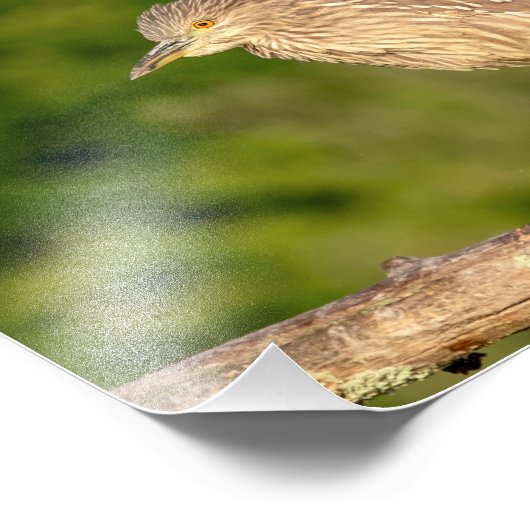 Juvenile Black Crowned Night Heron Foto Afdruk (Hoek)