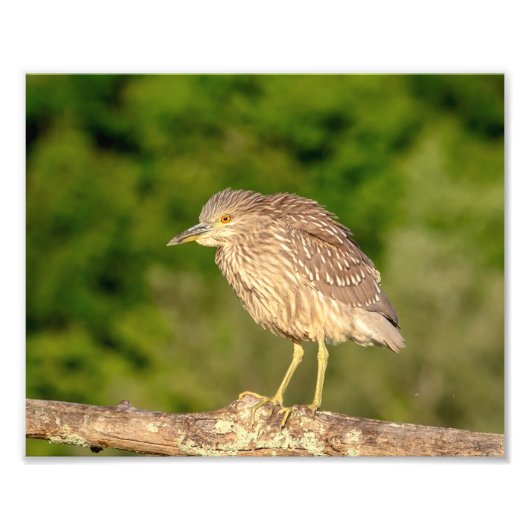 Juvenile Black Crowned Night Heron Foto Afdruk (Voorkant)