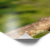 Juvenile Black Crowned Night Heron Foto Afdruk (Hoek)