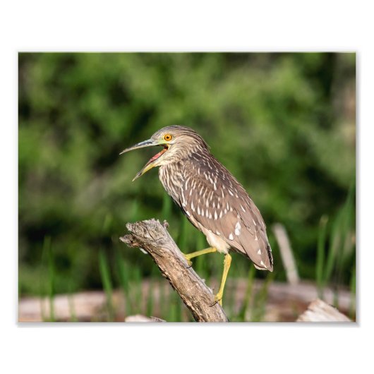 Juvenile Black Crowned Night Heron Foto Afdruk (Voorkant)