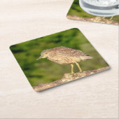 Juvenile Black Crowned Night Heron Kartonnen Onderzetters (Schuin)