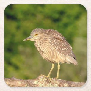 Juvenile Black Crowned Night Heron Kartonnen Onderzetters