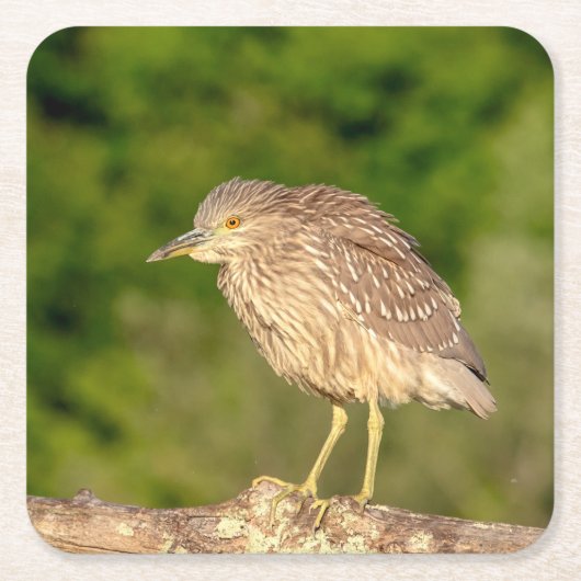 Juvenile Black Crowned Night Heron Kartonnen Onderzetters (Voorkant)