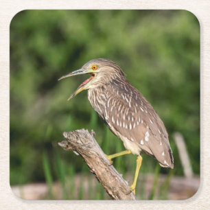 Juvenile Black Crowned Night Heron Kartonnen Onderzetters