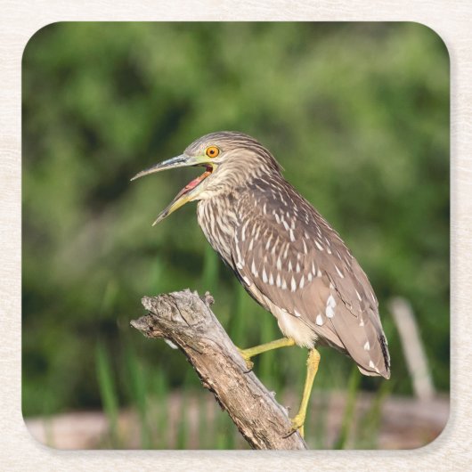 Juvenile Black Crowned Night Heron Kartonnen Onderzetters (Voorkant)