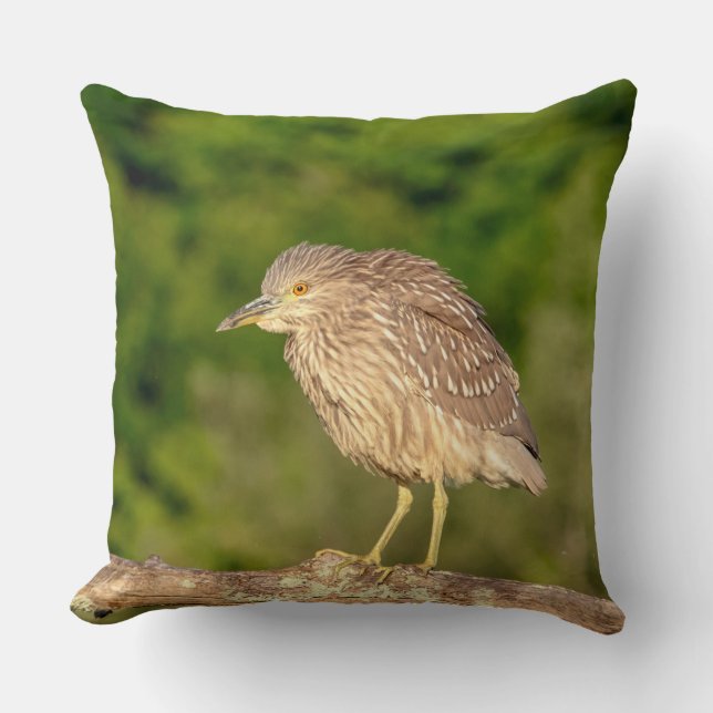 Juvenile Black Crowned Night Heron Kussen (Voorkant)