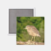 Juvenile Black Crowned Night Heron Magneet (Voorkant / Achterkant)