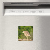 Juvenile Black Crowned Night Heron Magneet (Insitu (Vaatwasser))